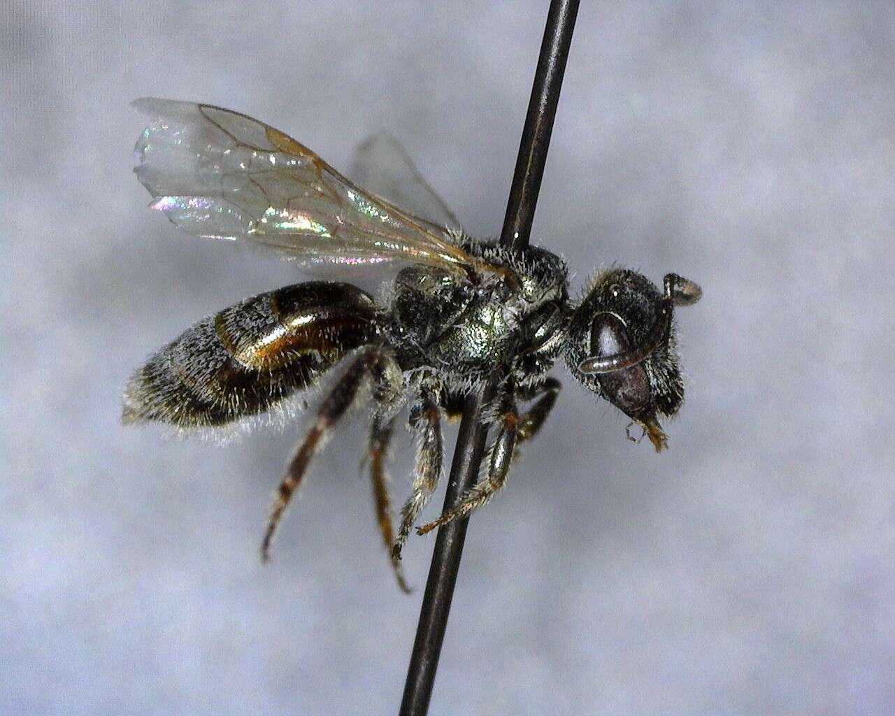 Lasioglossum incompletum (Crawford 1907)的圖片