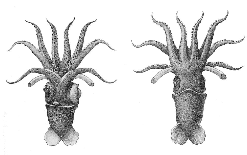 Image of umbrella squid