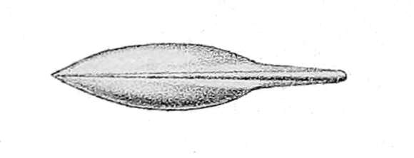 Image of umbrella squid