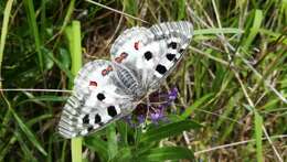 Image of Apollo Butterfly