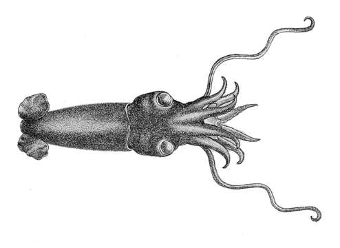 Image of Bathyteuthis Hoyle 1885