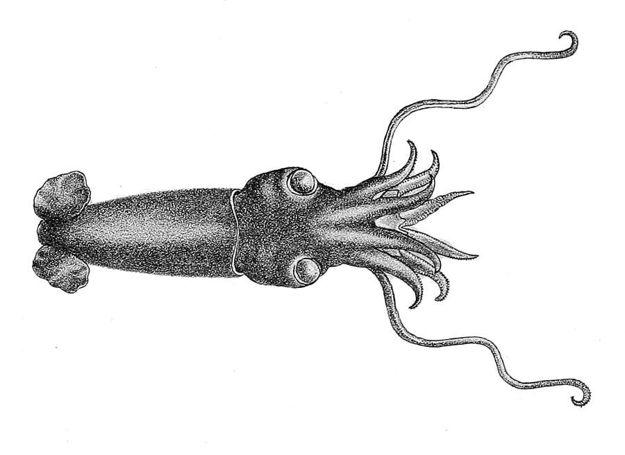 Image of Bathyteuthidae Pfeffer 1900