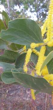 Image of Acacia dimidiata Benth.