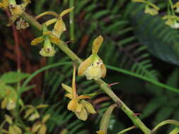 Image of Epidendrum calothyrsus Schltr.