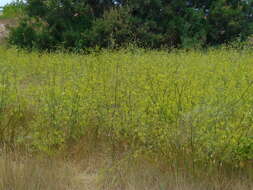 Image of fennel