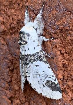 Image of Poplar Kitten