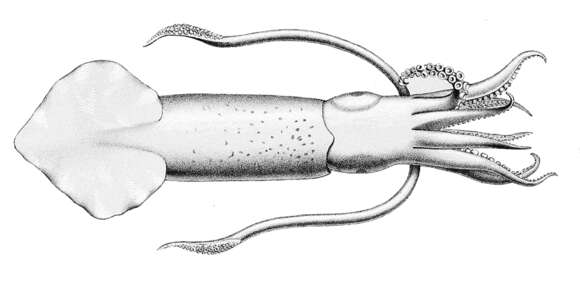 Image of Indian squid