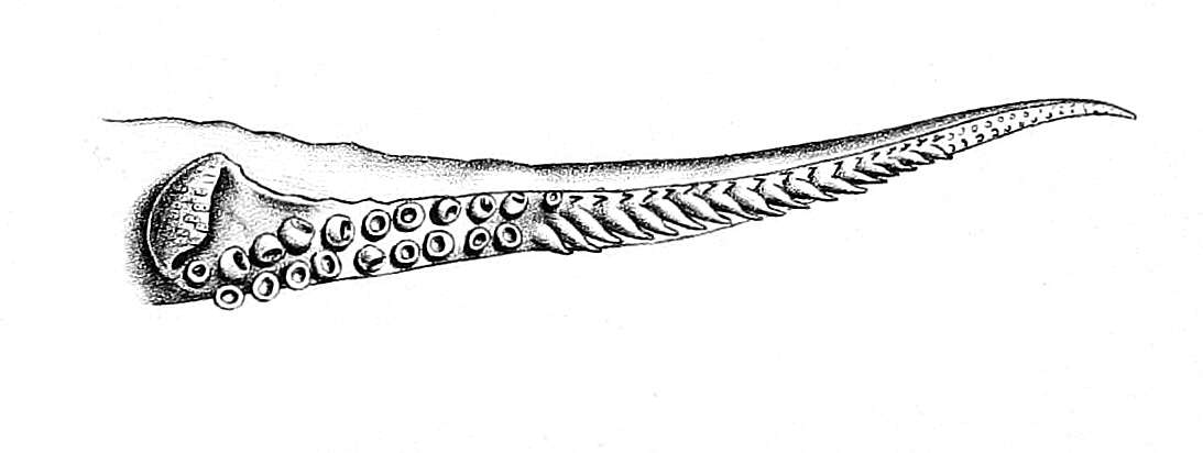 Image of Indian squid