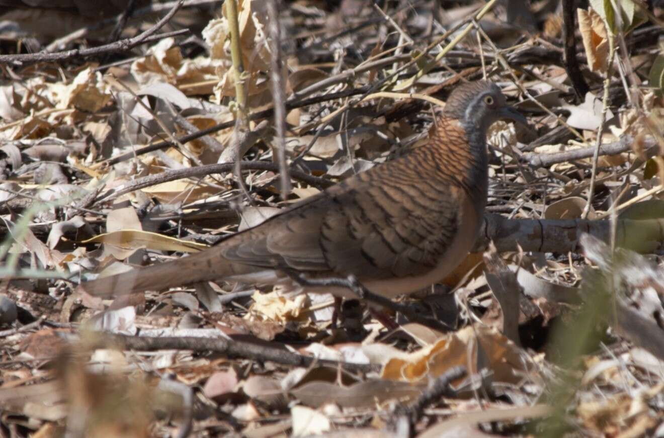 Image of Bar-shouldered Dove