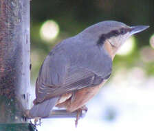 Image of Eurasian Nuthatch