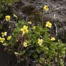 Image of Chilean yellow violet