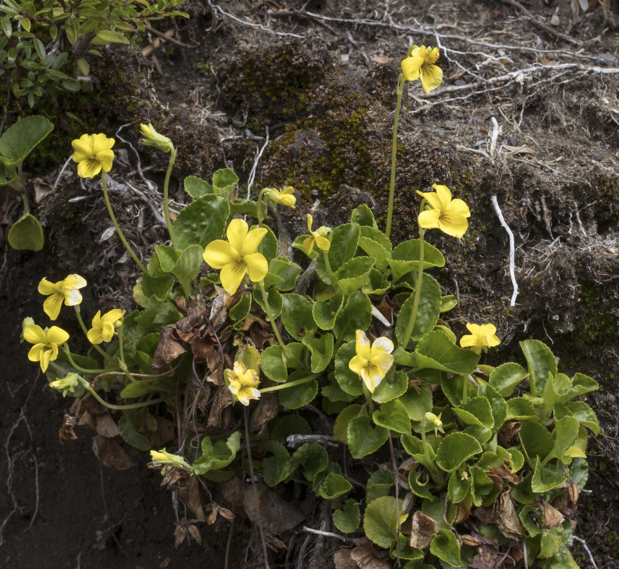 Image of Chilean yellow violet