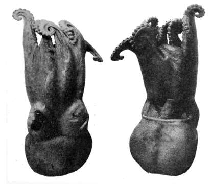 Image of Turquet's Octopus