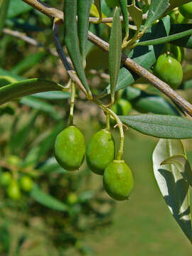 Image of olive tree