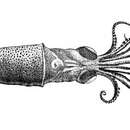 Image de Planctoteuthis danae (Joubin 1931)