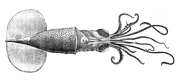 Image de Planctoteuthis danae (Joubin 1931)