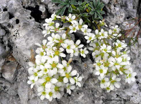 Sivun Saxifraga callosa subsp. callosa kuva