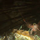 Image of mechanical shrimp