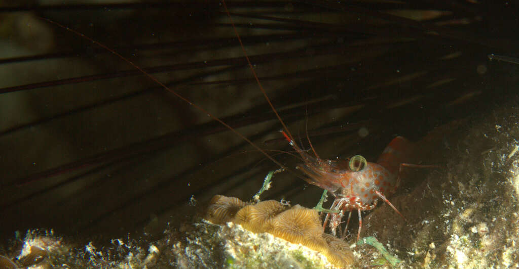 Image of mechanical shrimp