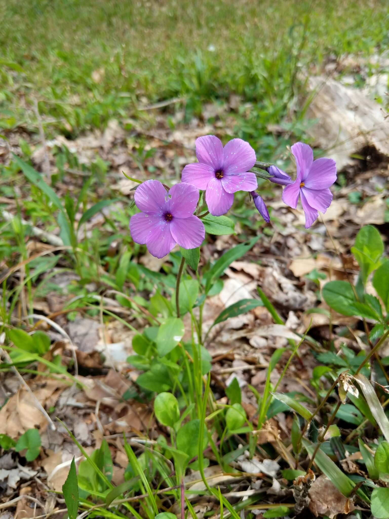 Image of creeping phlox