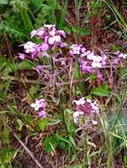 Imagem de Erysimum lagascae Rivas Goday & Bellot