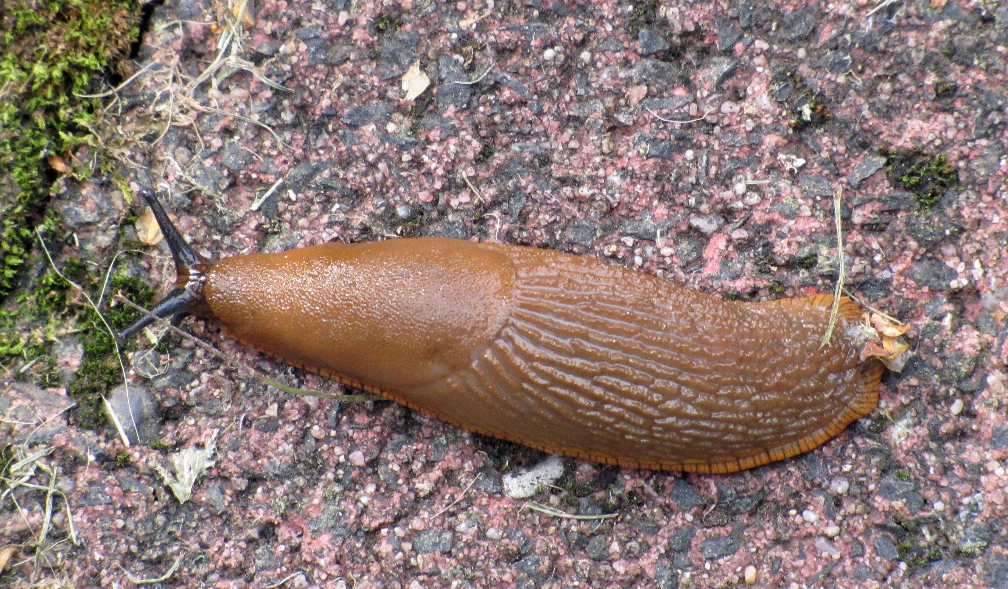 Image of Spanish slug