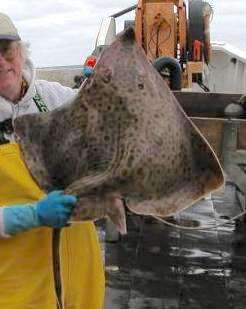 Image of Barndoor Skate