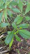 Image of Dogbane