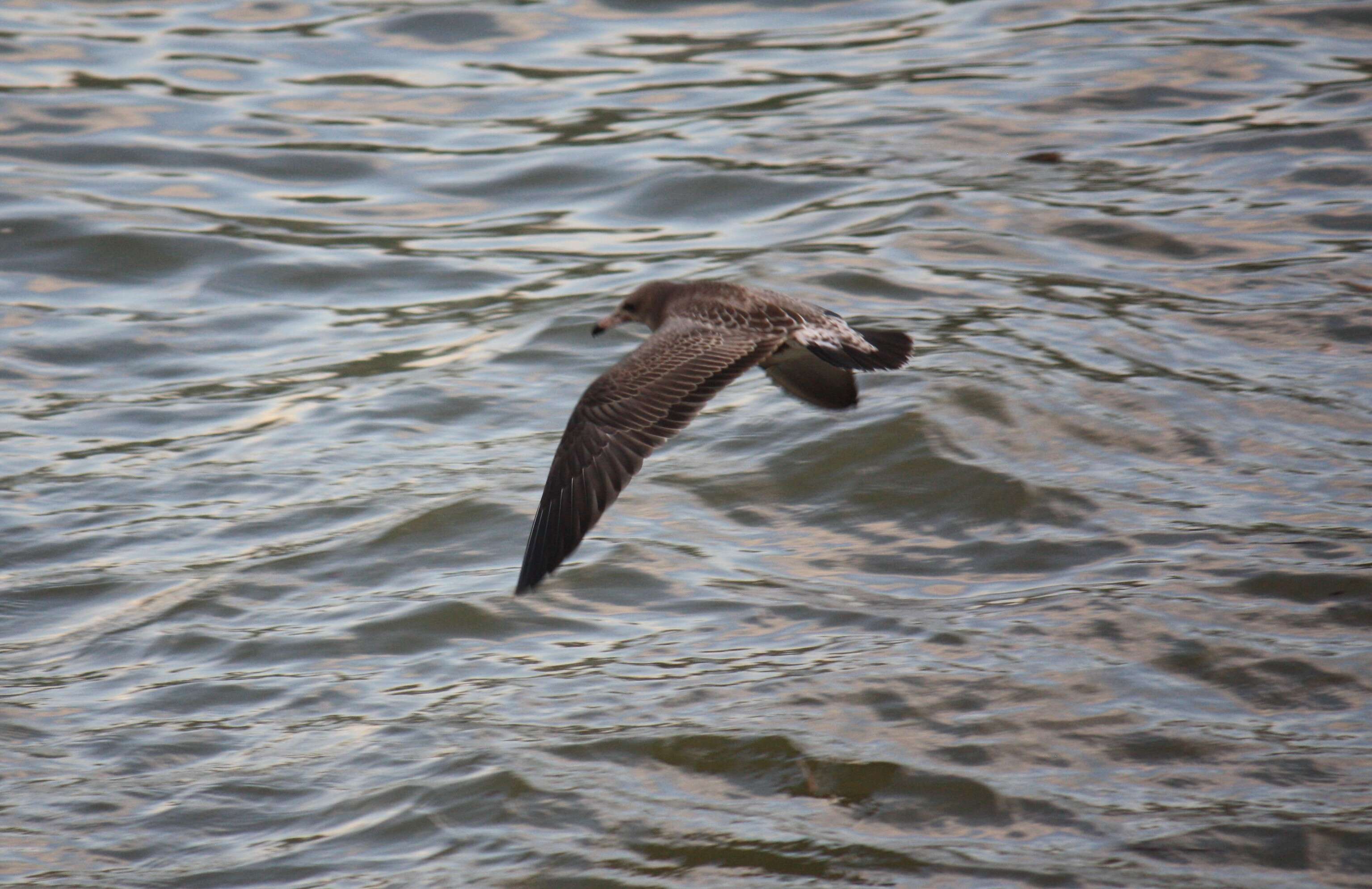 Plancia ëd Larus crassirostris Vieillot 1818