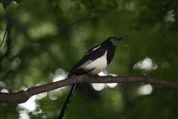 Image of Oriental Magpie