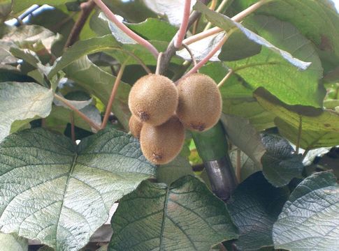 Image of kiwifruit