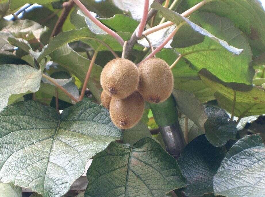 Image de Actinidia chinensis var. hispida C. F. Liang