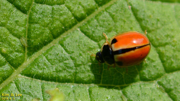 Image of Propylea japonica (Thunberg 1781)