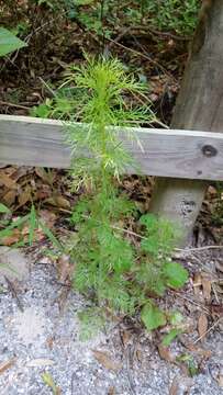 Image de Eupatorium capillifolium (Lam.) Small