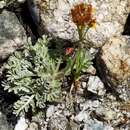 Image of Grey ragwort