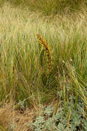 Image of Aciphylla crenulata Armst.