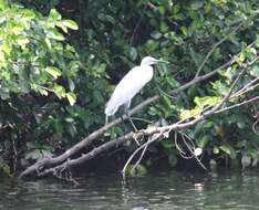 Image of Little Egret