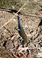 Image of Shanghai Elegant Skink