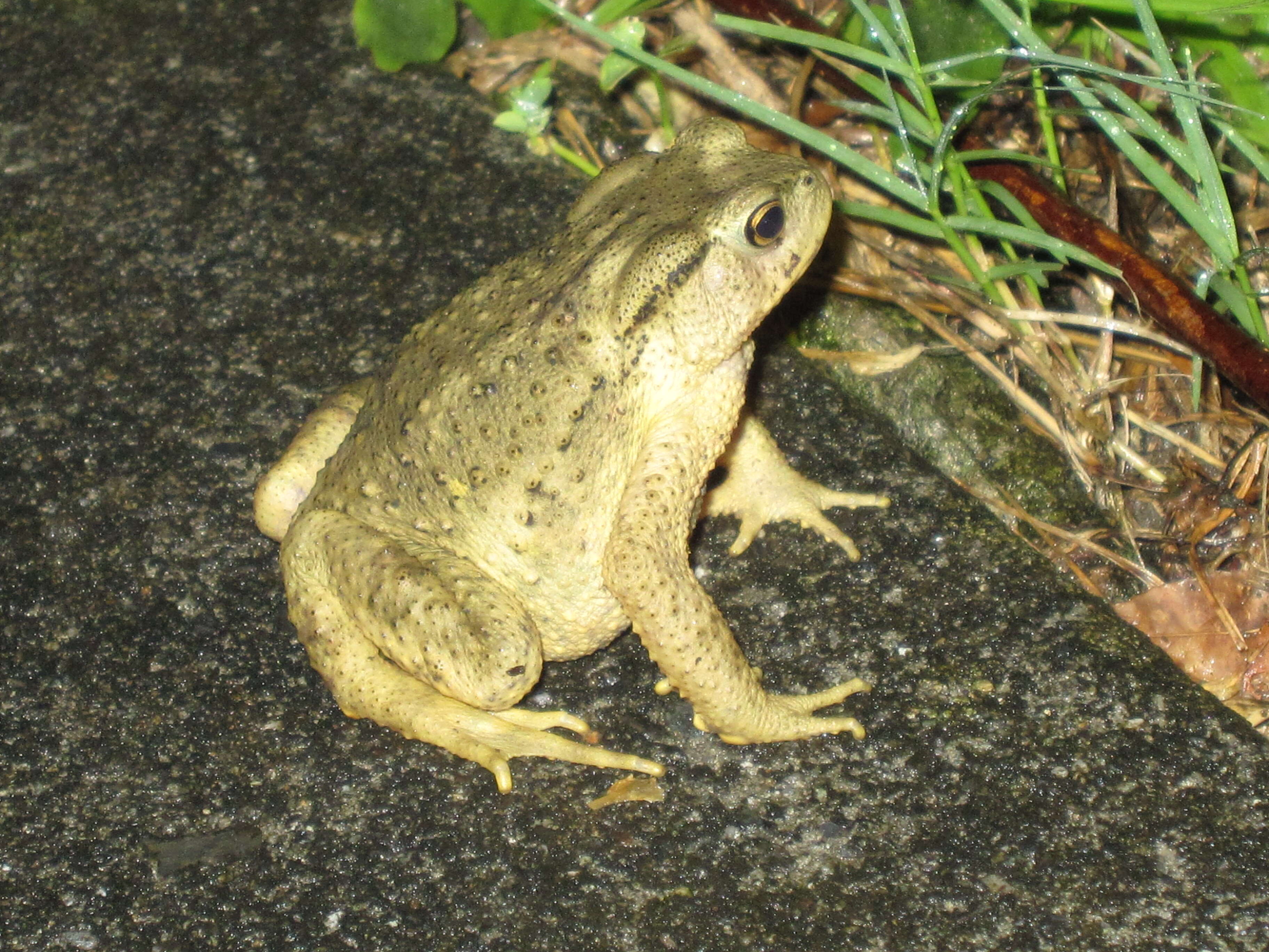 Image of Taiwan Common Toad