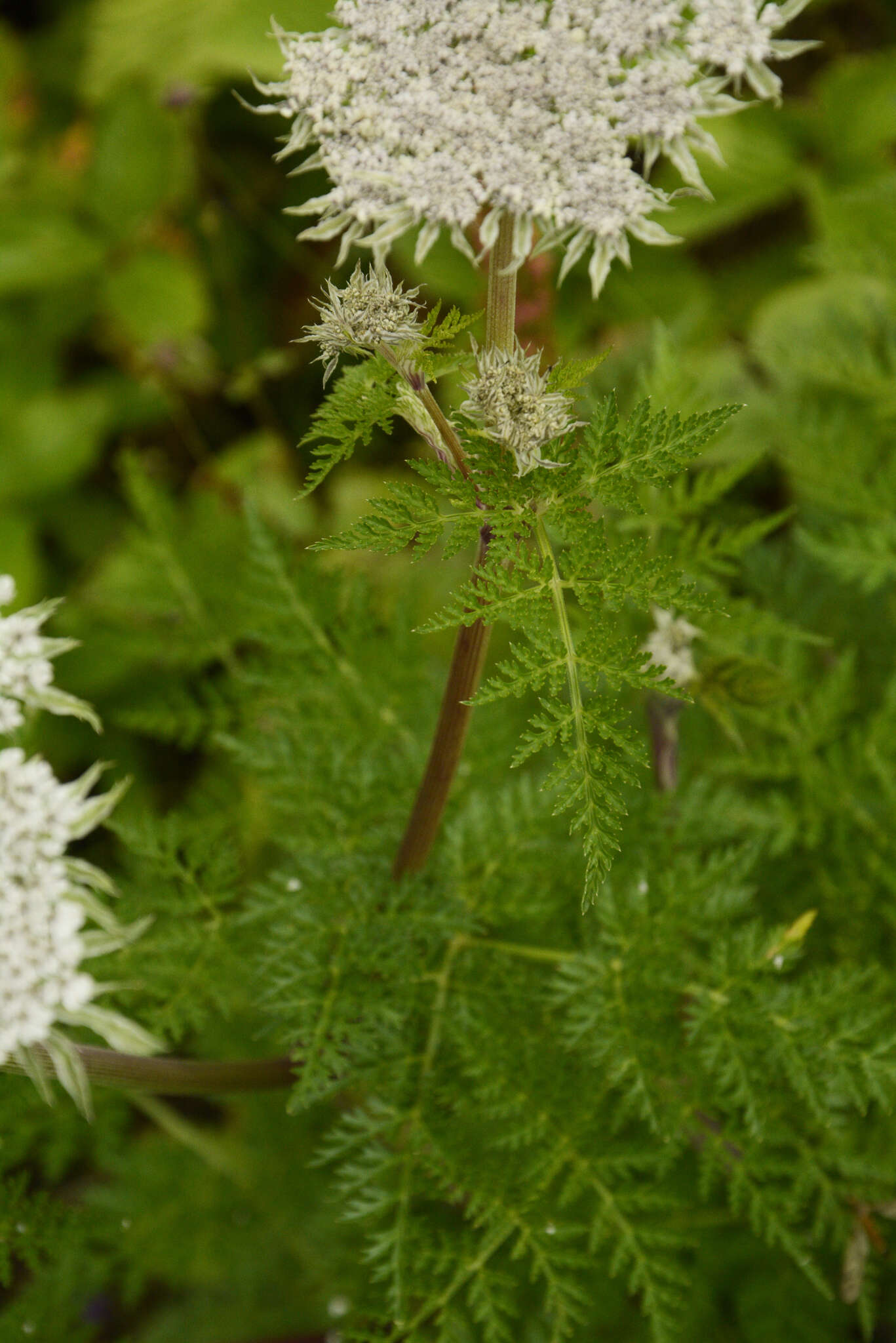 Imagem de Ligusticopsis