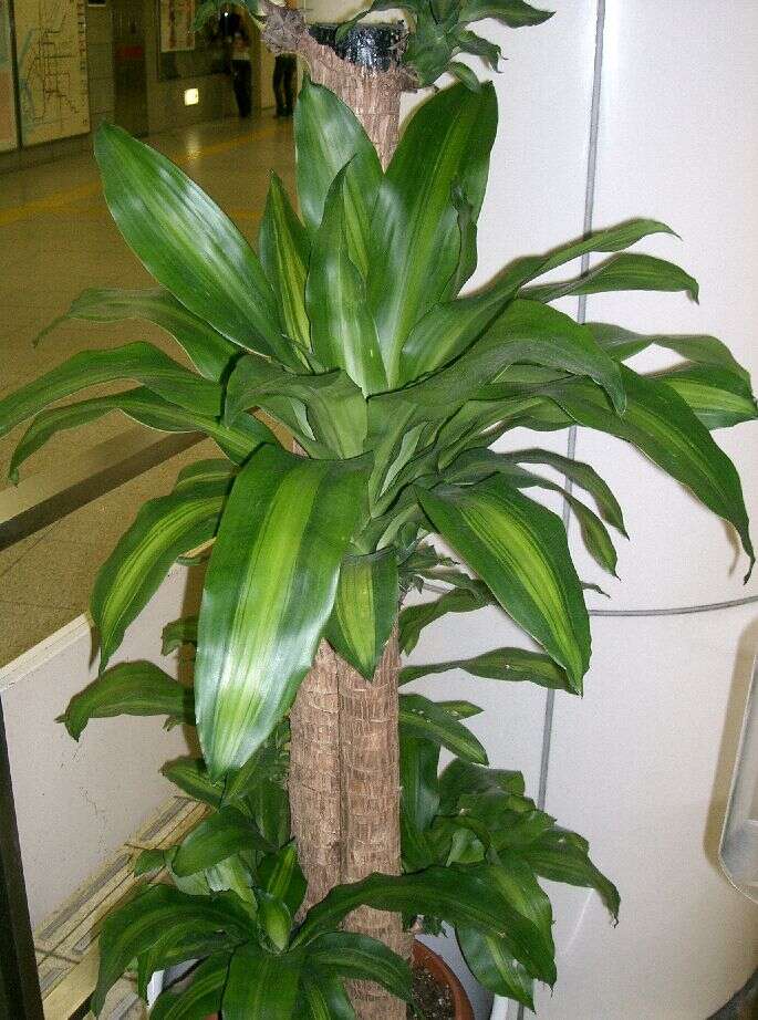 Image of fragrant dracaena