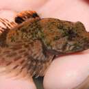 Image of Blue Ridge Sculpin