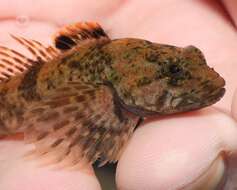 Image of Blue Ridge Sculpin