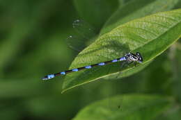 Imagem de Coenagrion pulchellum (Vander Linden 1825)