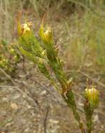 Image de Adenanthos terminalis R. Br.