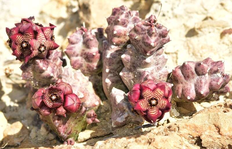 Image de Ceropegia europaea (Guss.) Bruyns