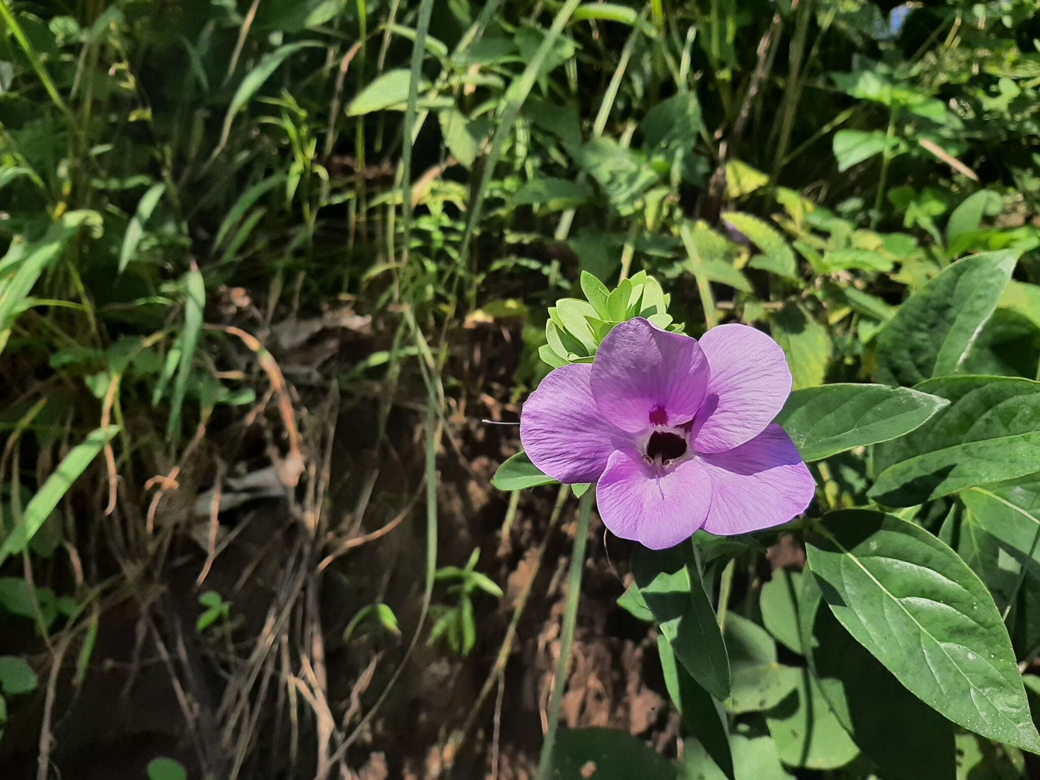 Imagem de Barleria gibsonii Dalz.