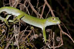 Image of Nelson green gecko