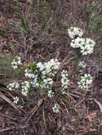 Image of <i>Epacris purpurascens</i> var. <i>onosmiflora</i>