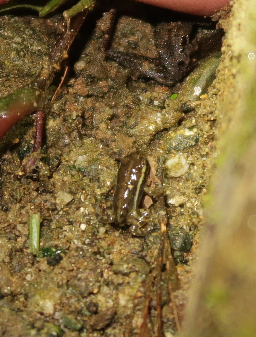 Image of Anthony's Poison-Arrow Frog